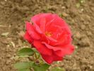 Gloria del Llobregat rose photo