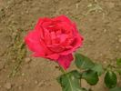 Gloria del Llobregat rose photo