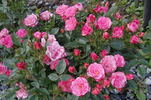 Teeny-Weeny rose photo