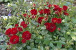 Peter Pan rose photo