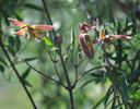 glauca clematis photo