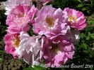 Madeleine Orosdy rose photo