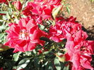 Beauty Secret rose photo