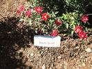 Beauty Secret rose photo