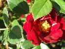 Fuzzy Wuzzy Red rose photo