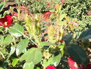 Fuzzy Wuzzy Red rose photo