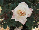 Lifestyle rose photo