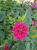 Sunday Brunch rose photo