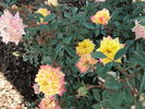 Woodstock rose photo