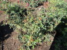 Christine Weinert rose photo