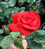 Fedra rose photo