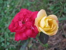 Leprechaun rose photo