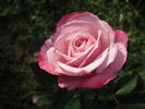 Paw Maw rose photo