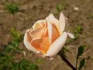 Mondial Pink rose photo