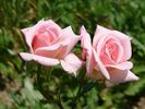 Mondial Pink rose photo