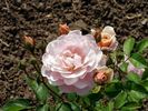 Mrs. Inge Poulsen rose photo