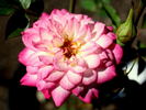 Ombretta rose photo