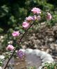 Carnea plena rose photo