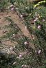 Carnea plena rose photo