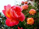 Aquarelle rose photo