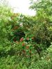 Red Max Graf rose photo