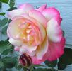 Operetta rose photo