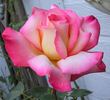 Operetta rose photo