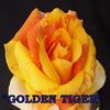 Brindabella Golden Tiger rose photo