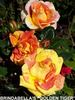 Brindabella Golden Tiger rose photo