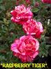 Brindabella Raspberry Tiger rose photo