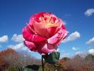 Brindabella Raspberry Tiger rose photo