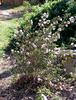 <i>Rosa spinosissima carnea plena</i> Andr. rose photo