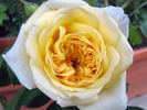Yellow Button ® rose photo