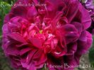 Gallica Tricolore rose photo