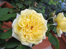 Yellow Button ® rose photo