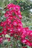 Claret Cup rose photo