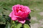 Pink Kardinal rose photo