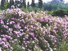 Pink Robin rose photo