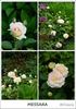 Messara rose photo