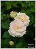 Messara rose photo