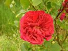 Solo rose photo