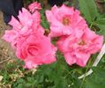 Průhonice rose photo