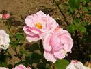 Souvenir de Dr. Petru Groza rose photo