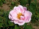 Souvenir de Dr. Petru Groza rose photo