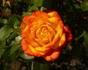 Magma rose photo