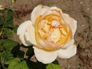 Topaze Orientale rose photo