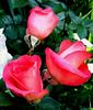 Don Bosco rose photo