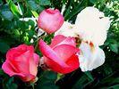 Don Bosco rose photo