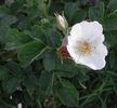 Basye's Amphidiploid Seedling 86-7 rose photo