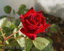 40th rose photo